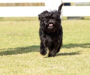 Affenpinscher dog