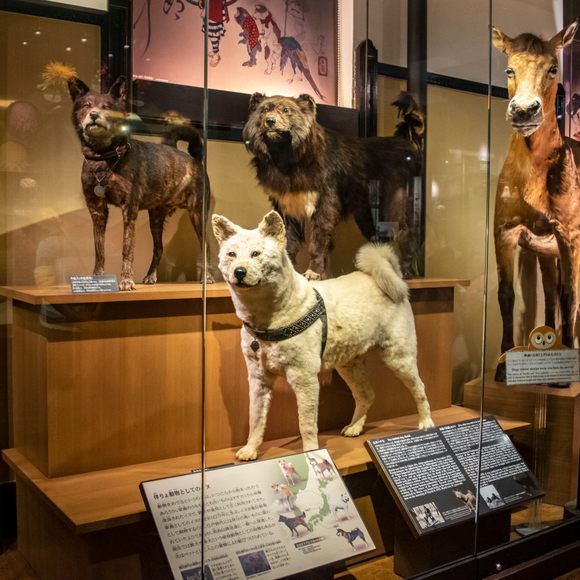 Stuffed Hachiko at National Museum of Nature and Science, Tokyo