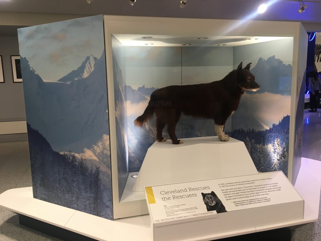 Balto's body preserved in Cleveland Museum of Natural History