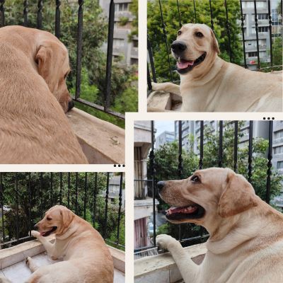 Enzo our dog sitting in balcony